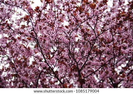 Cherry blossom at early spring in Europe. Branches with flowers, pink petals. Floral background for cover, wallpaper, horizontal orientation.