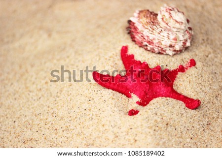 Red sea star and pretty shall on sand, macro photo with soft focus. Concept for summer vacation background with copy space