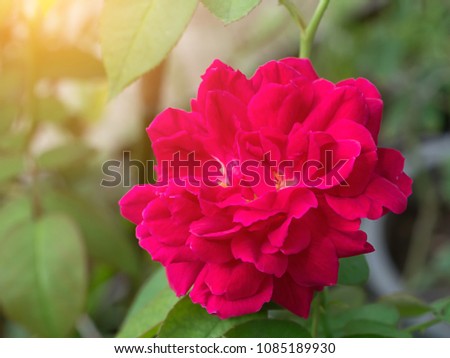 Dark pink of Damask Rose flower (Rosa damascena) with sunlight