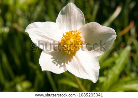 White Garden Flowers. Macro Shot of White Flowers. White Flowers in Nature.