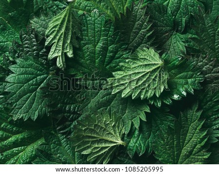 stinging nettle leaves as background. Beautiful texture of nettle. Top view. Copy space. Can use as banner Royalty-Free Stock Photo #1085205995