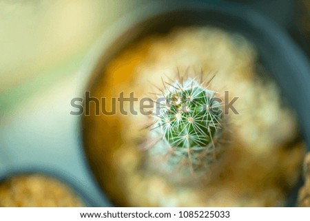 Cactus plants outdoors, concept spiky.