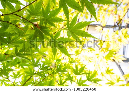 Close up of Japanese maple tree with fresh green leaves, bright sunshine coming through leafs and branches, sunny summer garden. Nature background.