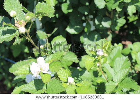 Blackberry Bushes with Flowers