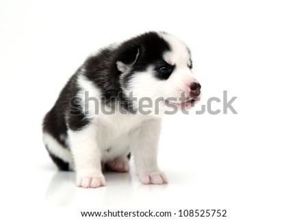 Siberian Husky puppy, age of 20 days, isolated on a white background