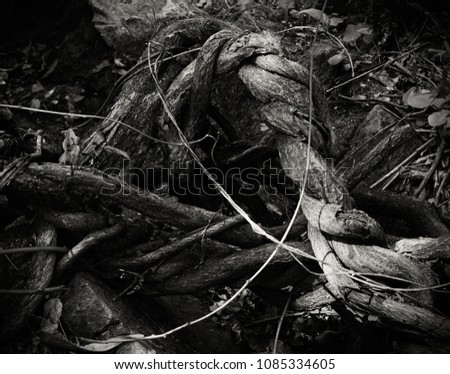 Stem of shrubs. Tree's Roots. Braiding of stems trees. Black and white photo
