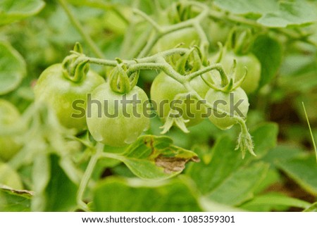Vegetable garden with plants of geen tomatoes