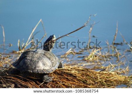 Turtle sunbathing on a patch of grass in a blue lake with sunlight