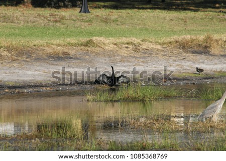 Cormorant black shorebird lakeside with open wings