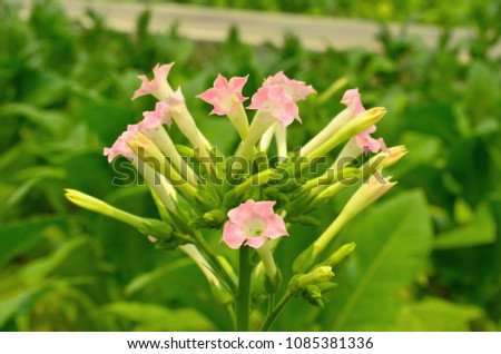 Virginia Tobacco, Nicotiana tabacum, cultivated tobacco. Virginia Tobacco pink flower  Royalty-Free Stock Photo #1085381336
