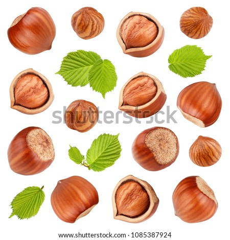 Hazelnuts with leaves isolated on white background. Collection Royalty-Free Stock Photo #1085387924