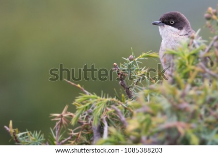 The orphean warbler (Sylvia hortensis) is a small and shy bird of sylviidae family. Picture taken in Spain in a juniper forest.