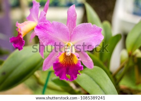 Orchid flower in garden at autumn or spring day