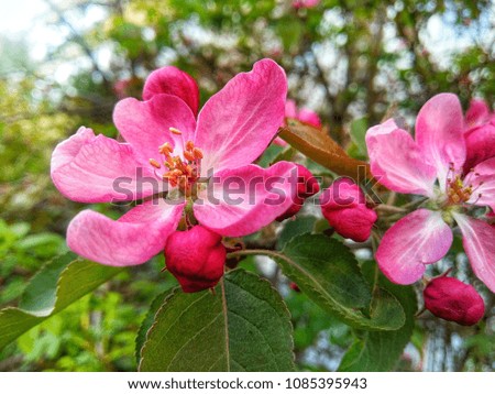 Bright pink Apple flowers