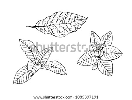 Tobacco leaves, set. Hand-drawn.