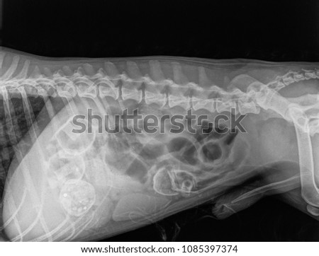 Digital X-ray of the abdominal cavity with four foreign bodies (corpus alienum) in the intestines of a dog. Black background Royalty-Free Stock Photo #1085397374