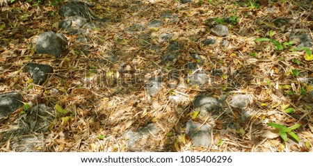 Abstract background, dry leaves on the ground in the forest, dead leaf texture, Natural brown wallpaper concept.