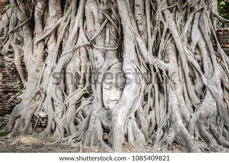 Buddha statue in the root, Autthaya, Thailand.