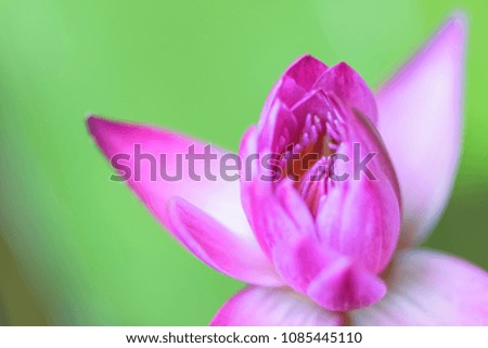 Pink lotus.Beautiful pink flowers, natural background