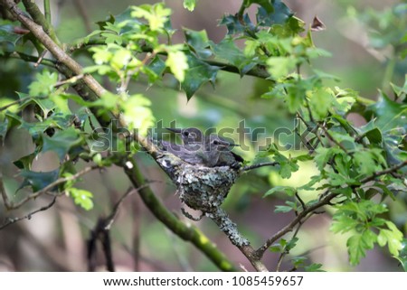 Anna's Hummingbird Chicks at Delta BC Canada