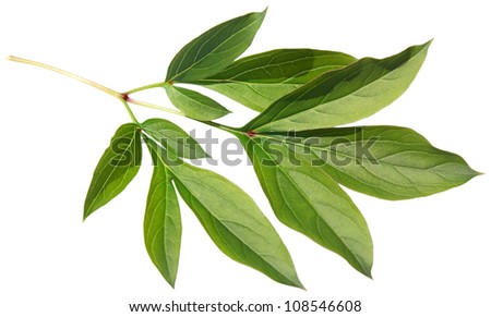 Green fresh leaf of a peony isolated on a white background