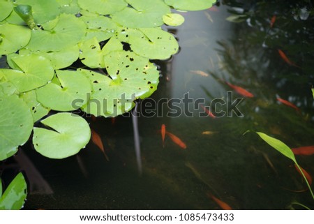 Fish in the lotus pot
