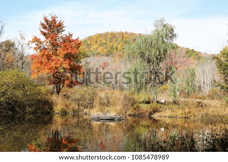 Outdoor autumnal landscape photography of pond lake water reflection and seasonal fall golden red trees