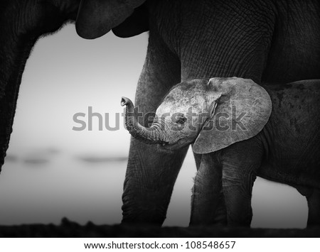 Baby Elephant next to Cow (Artistic processing) Addo National Park