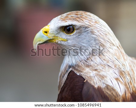 Closeup Picture of White head Hawk portrait, background nature
