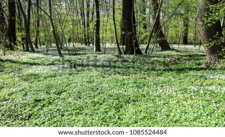 Many anemones on the ground in a deciduous forest in spring. Sign of spring.