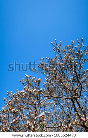 Magnolia trees that bloom in spring. Pink flowers and blue sky. Blank copy space for own text.