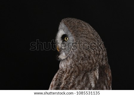 Great Grey Owl - Studio captured.
The great grey owl or great gray owl (Strix nebulosa) is documented as the world's largest species of owl by length.