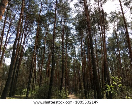 view on high pine trees in forest