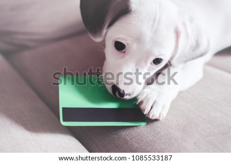Small puppy dog , jack russell with credit card