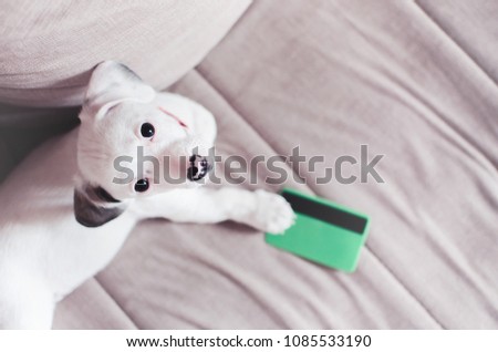 Small puppy dog , jack russell with credit card