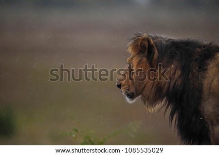 Portrait of Lion in Rain 