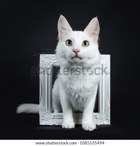 Solid white Turkish Angora cat with green eyes sitting throught white photo frame isolated on black background looking above camera