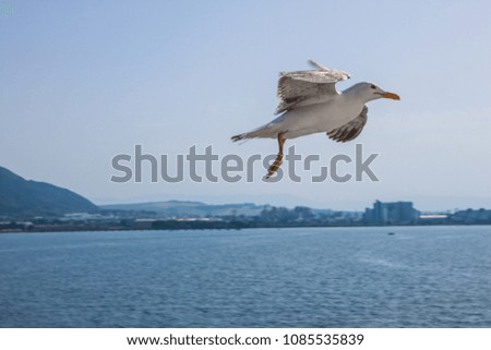 seagull background pattern