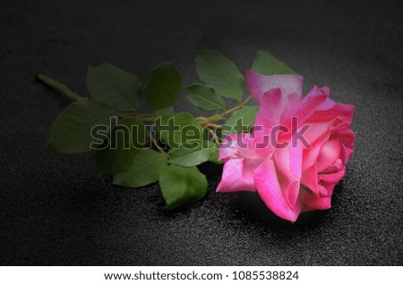 Rose on  asphalt 