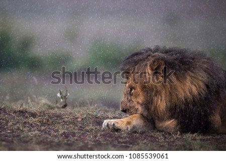 Patience ! Lion waits out the rain at Masai Mara. 
Lion in Rain. 