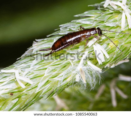 Female earwig on grass