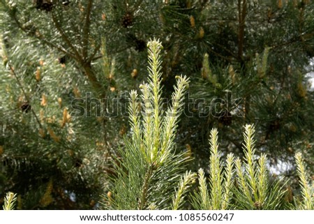 Young sprouts on pine tree on a sunny day