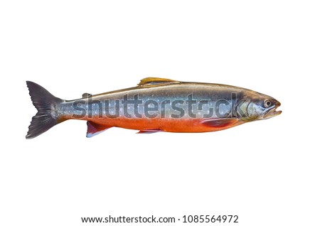 Arctic char fish isolated on white background Royalty-Free Stock Photo #1085564972