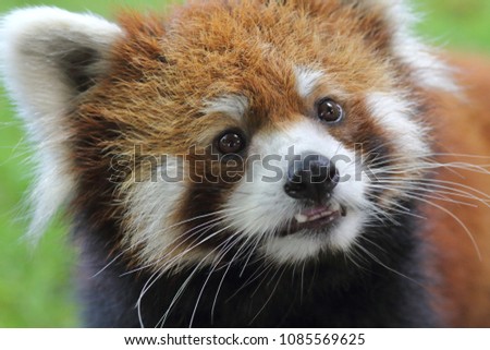 Lesser panda's face up pictures cute animals, zoo