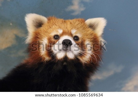 Lesser panda's face up pictures  cute animals, zoo