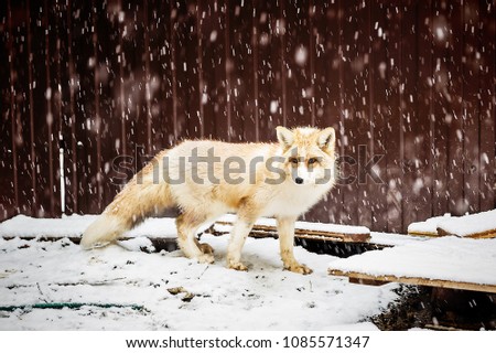 domestic golden fox in winter snowfall, close up view