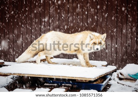 domestic golden fox in winter snowfall, close up view