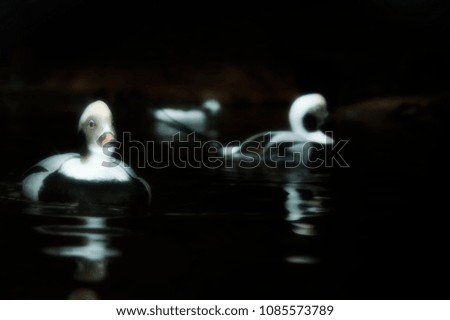 Enhanced image of a Long-tailed duck swimming in a pond