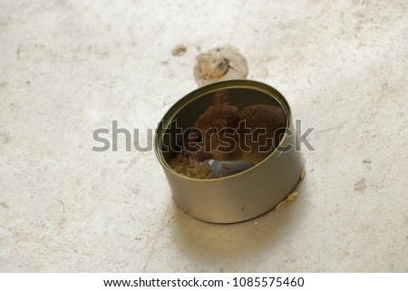 Cute Tiny Baby Mouse Eating Rice in Steel Tin Can