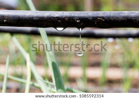Drip Irrigation System Close Up. Water saving drip irrigation system being used in a organic onions field  Royalty-Free Stock Photo #1085592314